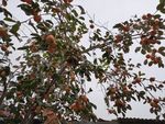 柿子挂满枝头