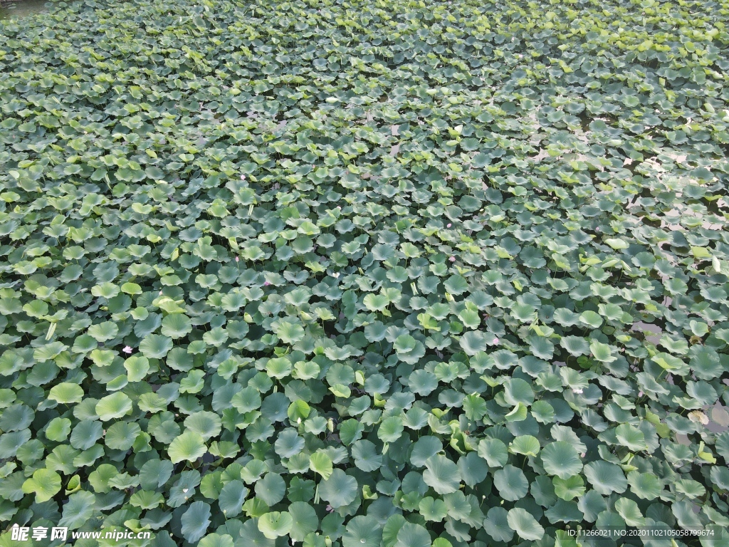 荷花 荷叶 湖 海 水