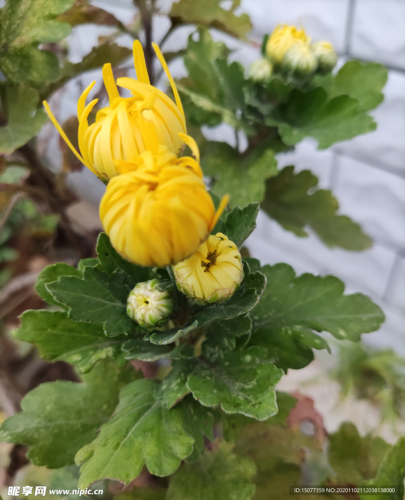 菊花