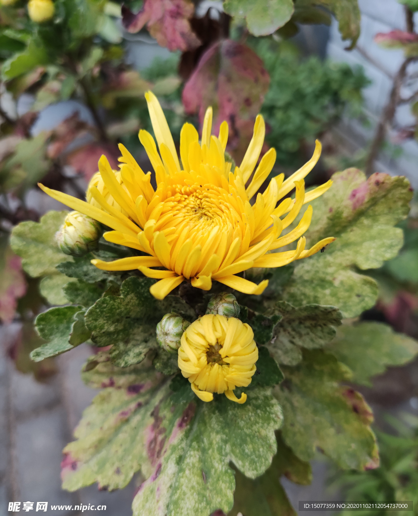菊花