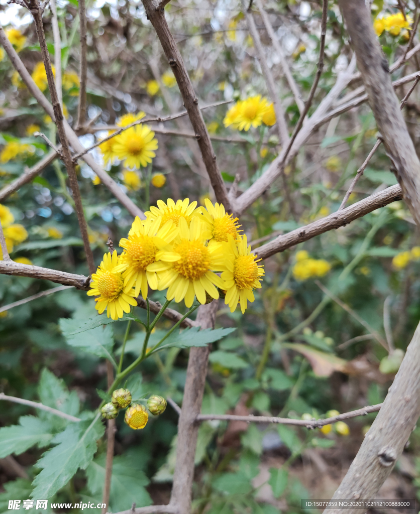 野菊