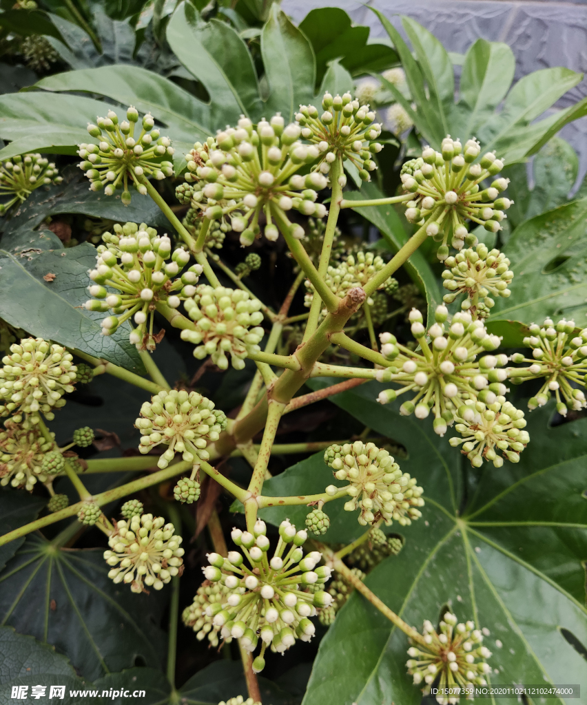花