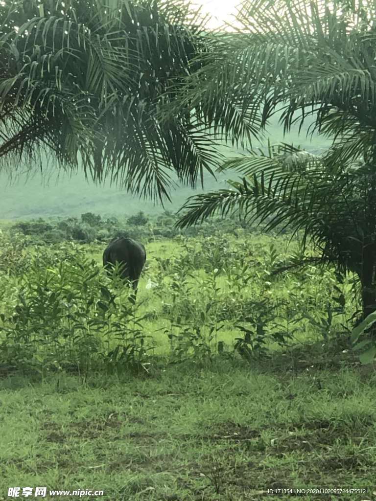 大自然 绿色 背影 自然生物