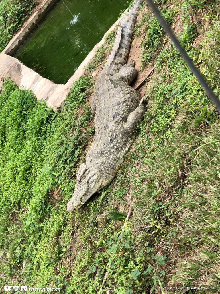 鳄鱼 草地