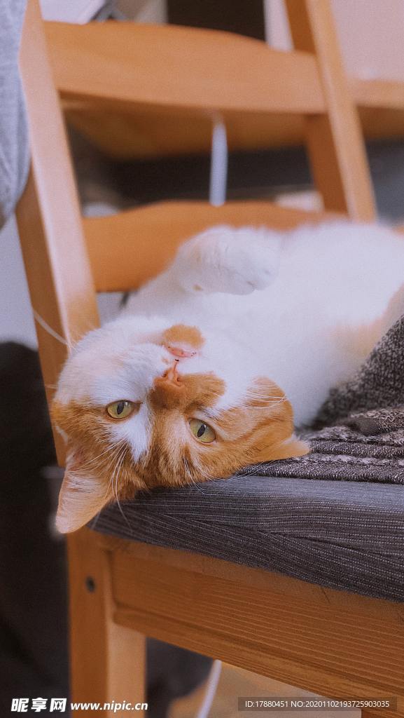 猫