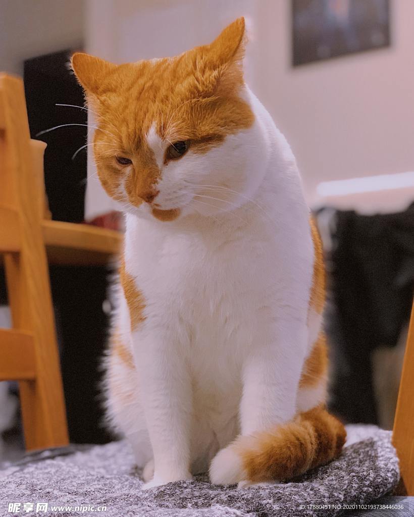 猫