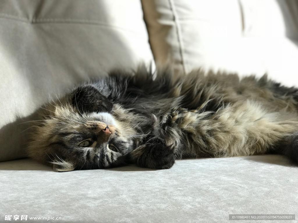 猫