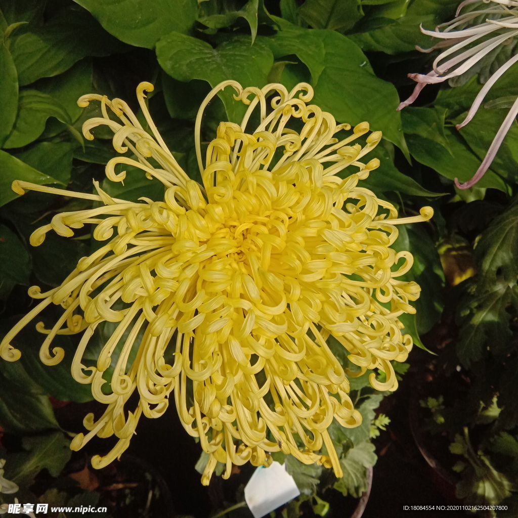 经典泡面头菊花