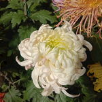 清新自然大菊花