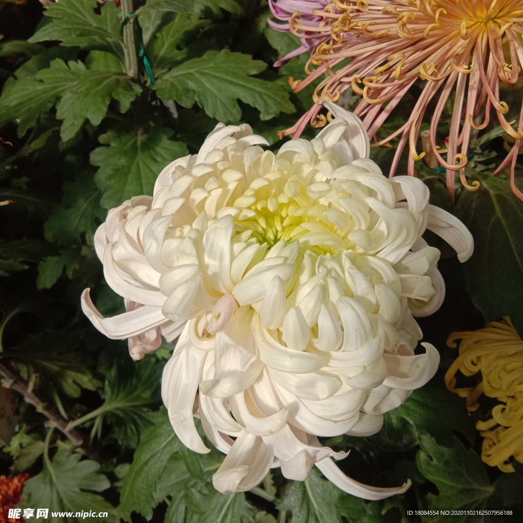清新自然大菊花