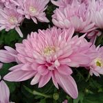 花团锦簇 粉色菊花