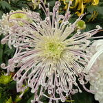 淡紫色菊花