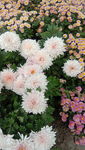 雏菊