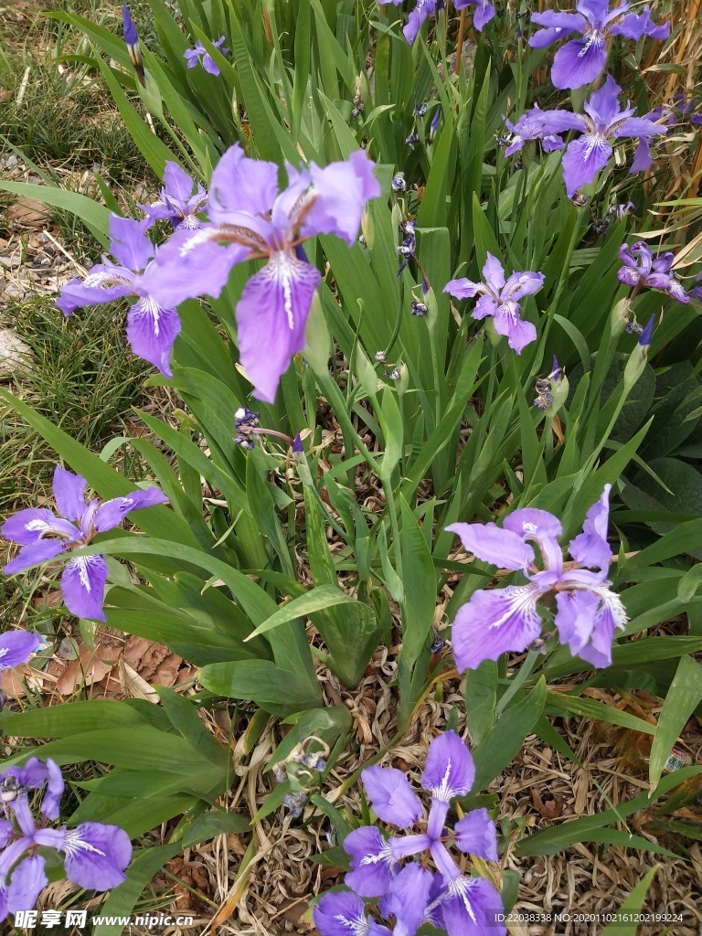 紫色花