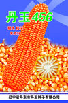 玉米棒