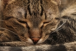 家猫