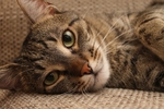 家猫