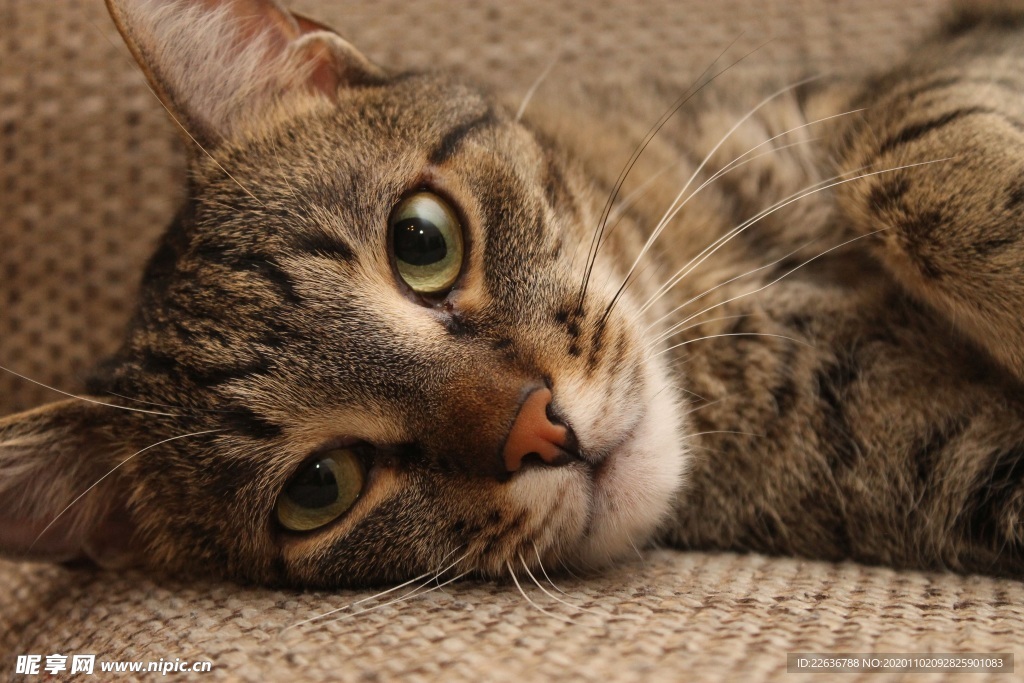 家猫