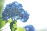 绣球花