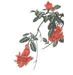 花