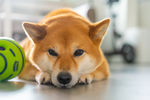 柴犬宠物狗