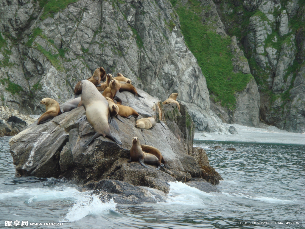 海狮