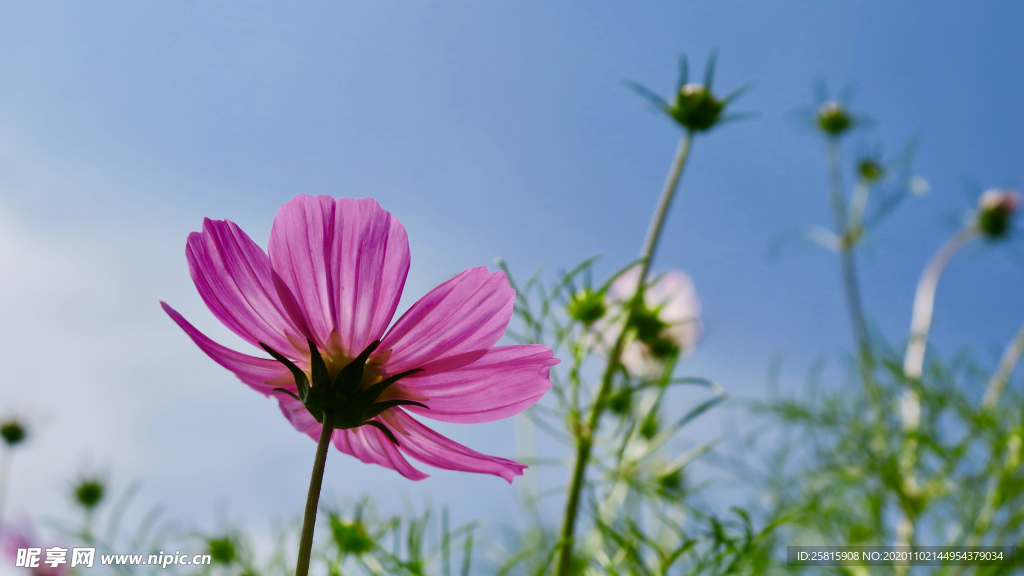 波斯菊