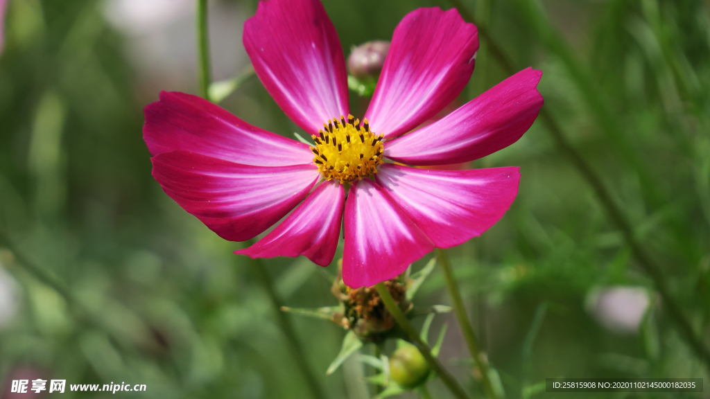 波斯菊