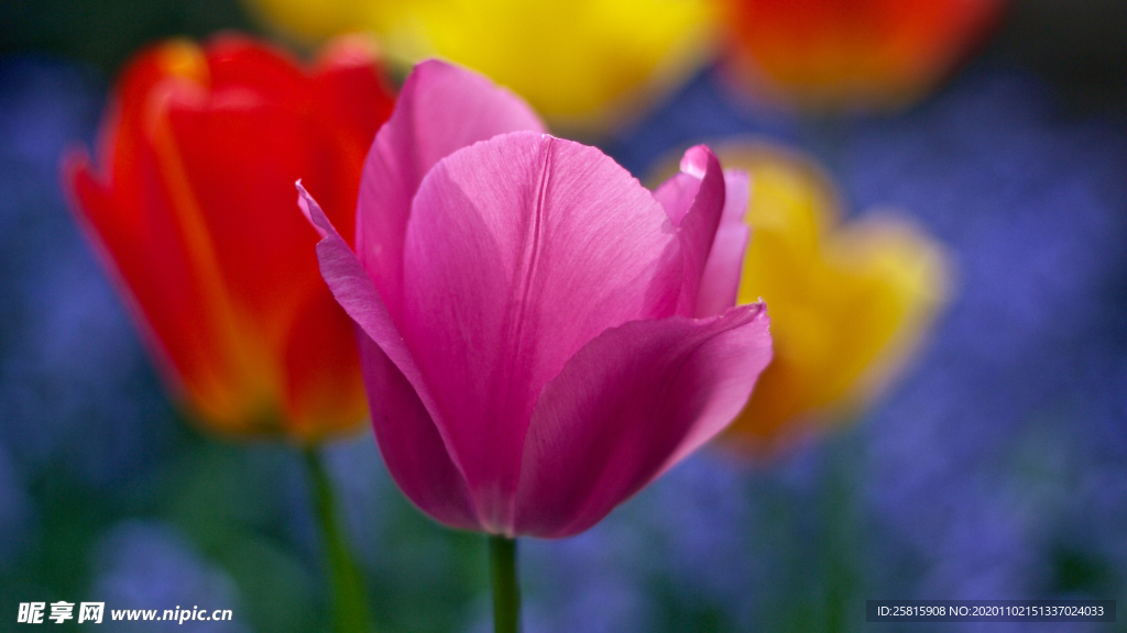 郁金香花