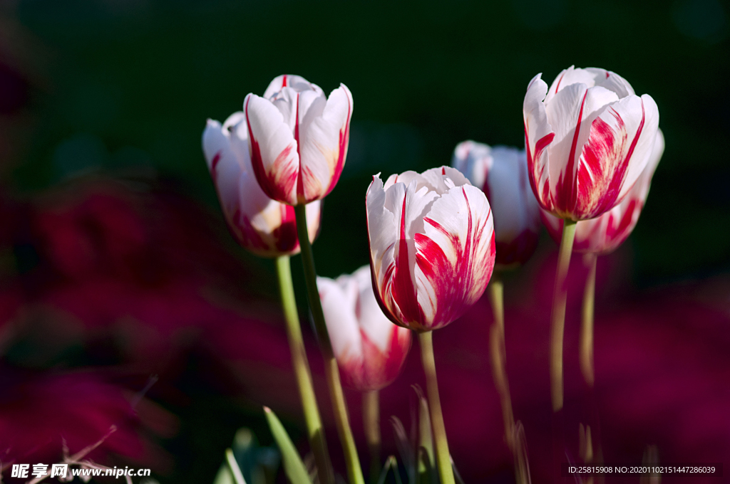 郁金香花