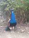 孔雀