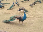 孔雀