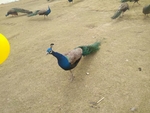 孔雀