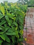 藤蔓带雨