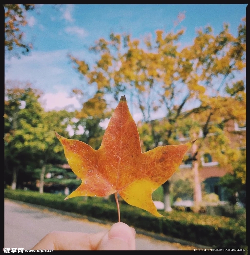 枫叶