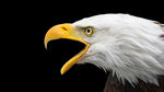 黑色 白色 美国 秃 头鹰照片