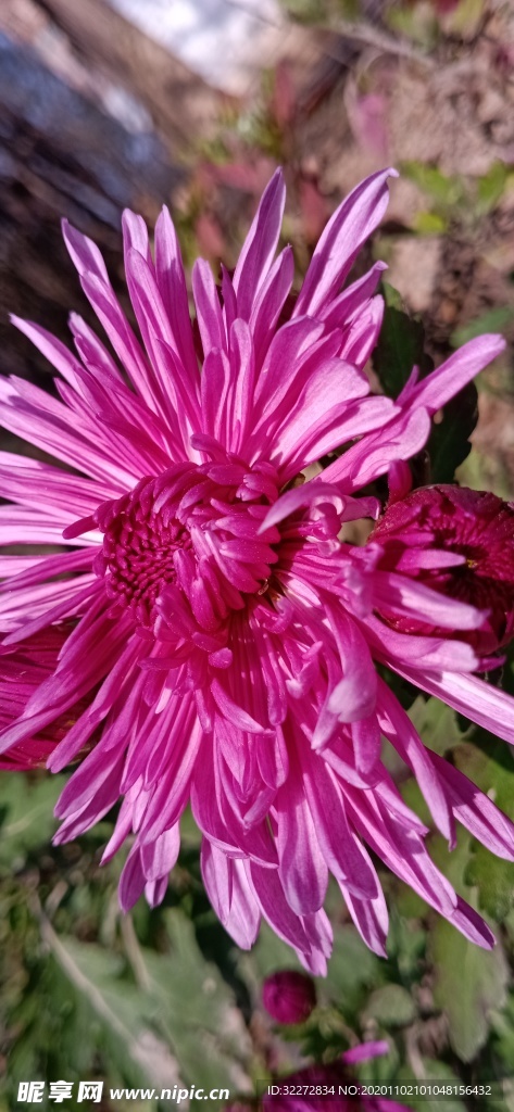 菊花