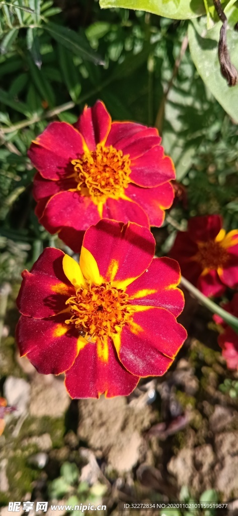 红花