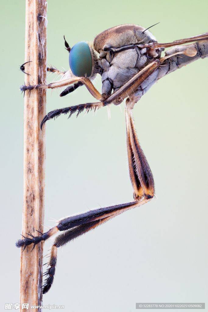 昆虫