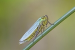 昆虫