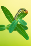 昆虫