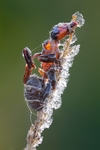 昆虫