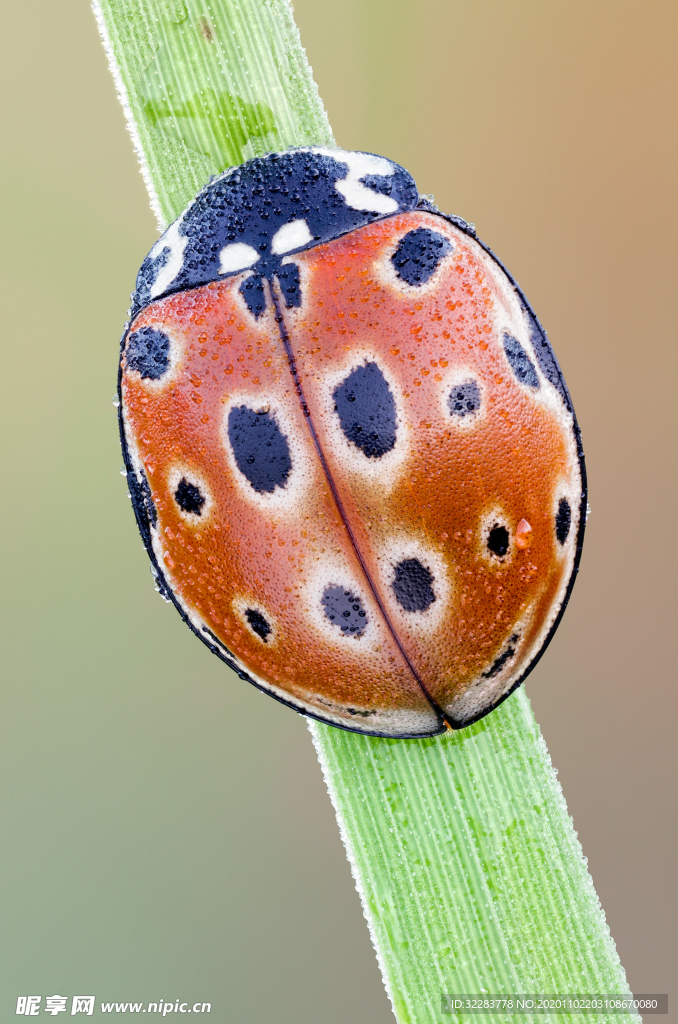 昆虫