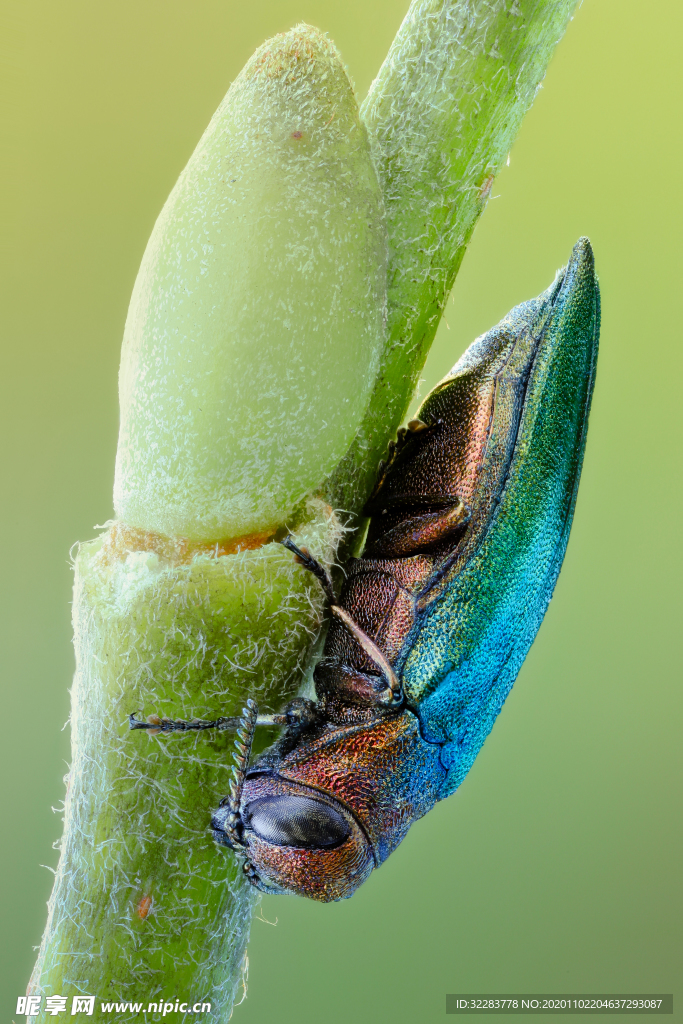 昆虫