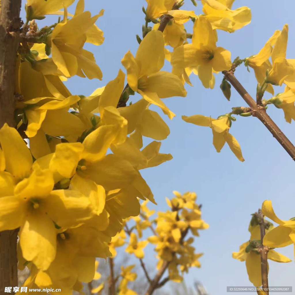 迎春花