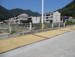 农村景色 美丽乡村