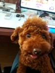 泰迪 贵宾犬