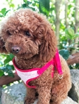 泰迪犬 贵宾犬 宠物犬