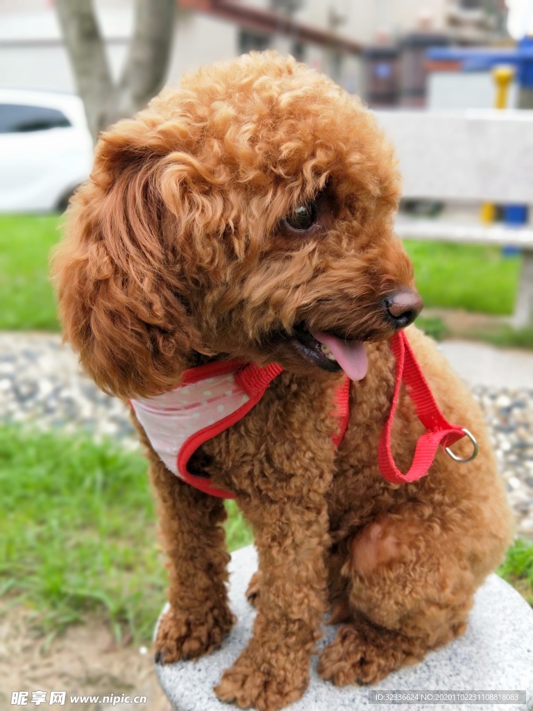 泰迪犬贵宾犬