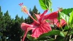 扶桑花